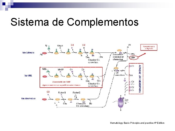 Sistema de Complementos Hematology Basic Principle and practice 4º Edition 