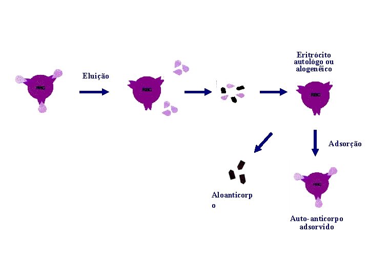 Eritrócito autológo ou alogenêico Eluição Adsorção Aloanticorp o Auto-anticorpo adsorvido 