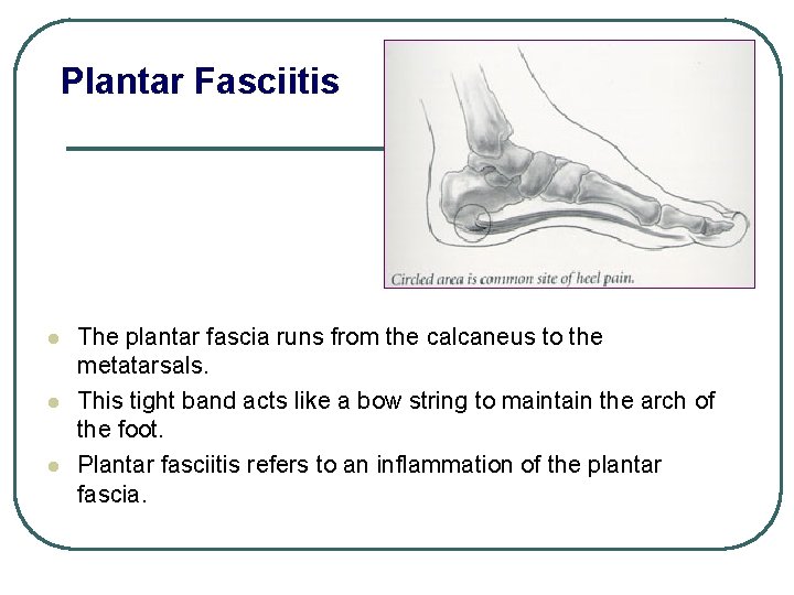 Plantar Fasciitis l l l The plantar fascia runs from the calcaneus to the