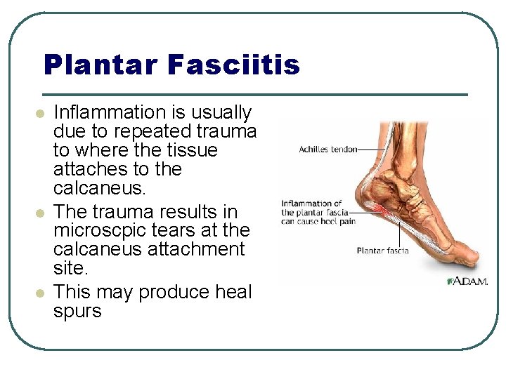 Plantar Fasciitis l l l Inflammation is usually due to repeated trauma to where