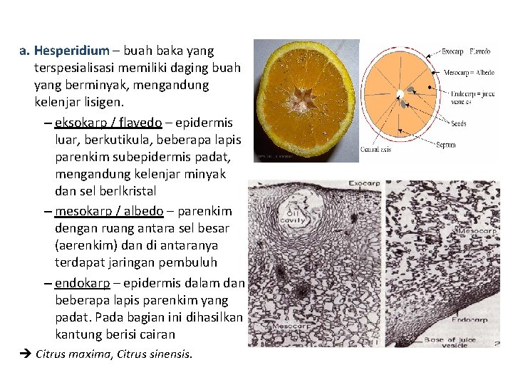 a. Hesperidium – buah baka yang terspesialisasi memiliki daging buah yang berminyak, mengandung kelenjar