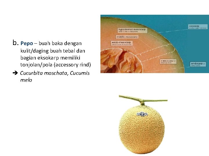 b. Pepo – buah baka dengan kulit/daging buah tebal dan bagian eksokarp memiliki tonjolan/pola