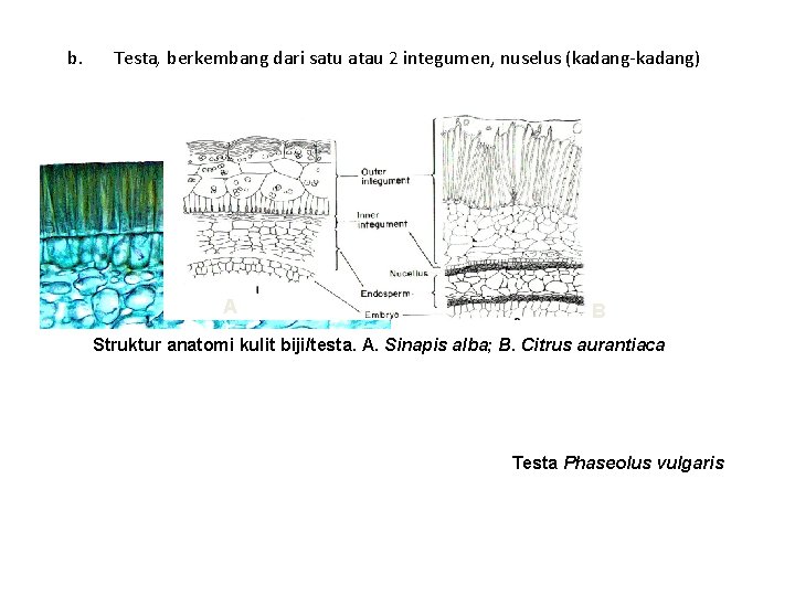 b. Testa, berkembang dari satu atau 2 integumen, nuselus (kadang-kadang) A B Struktur anatomi