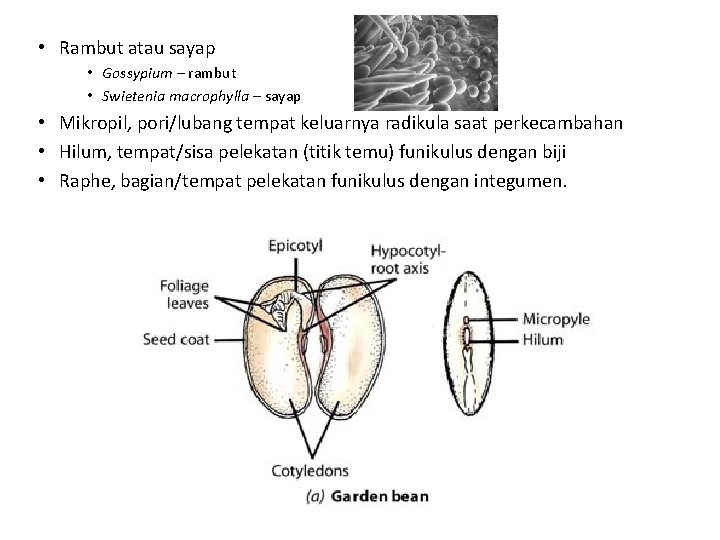  • Rambut atau sayap • Gossypium – rambut • Swietenia macrophylla – sayap