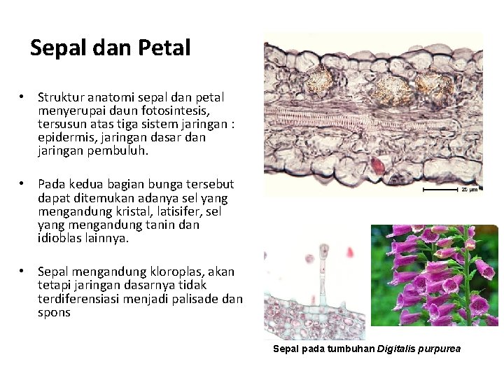 Sepal dan Petal • Struktur anatomi sepal dan petal menyerupai daun fotosintesis, tersusun atas