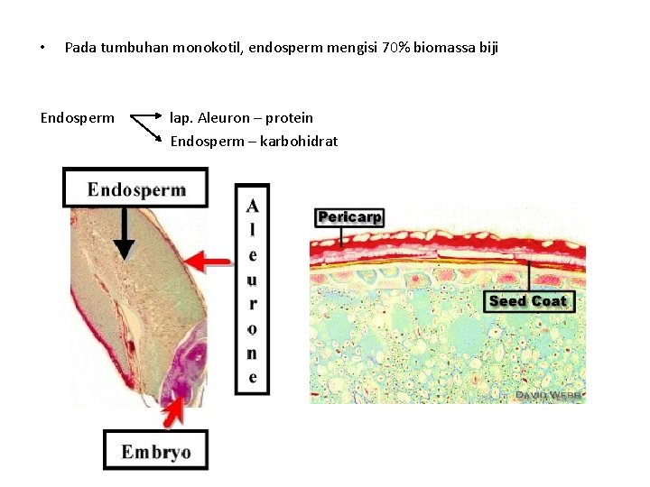  • Pada tumbuhan monokotil, endosperm mengisi 70% biomassa biji Endosperm lap. Aleuron –