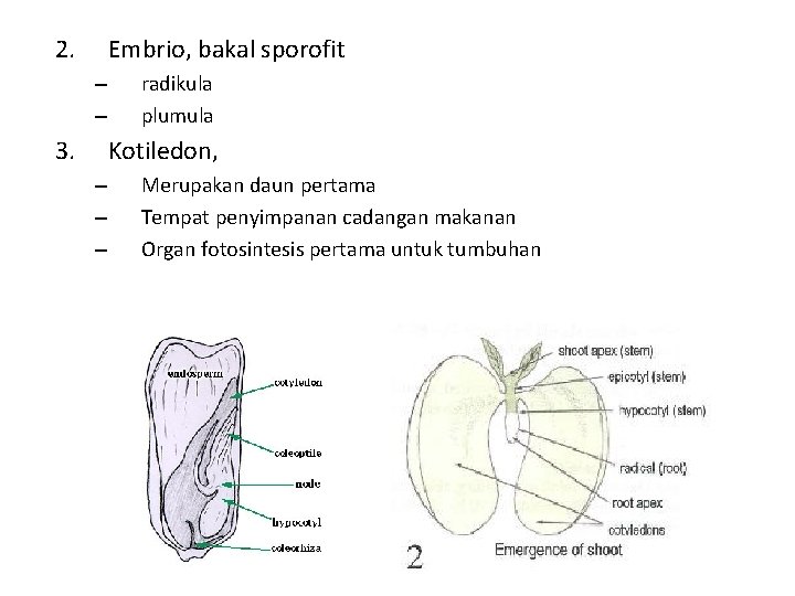 2. Embrio, bakal sporofit – – 3. radikula plumula Kotiledon, – – – Merupakan