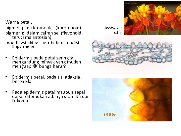 Warna petal, pigmen pada kromoplas (karotenoid) pigmen di dalam cairan sel (flavonoid, terutama antosian)