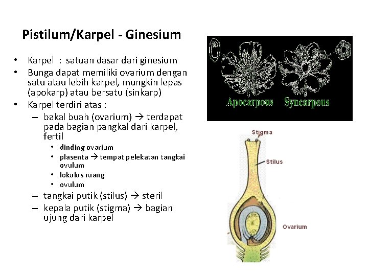 Pistilum/Karpel - Ginesium • Karpel : satuan dasar dari ginesium • Bunga dapat memiliki