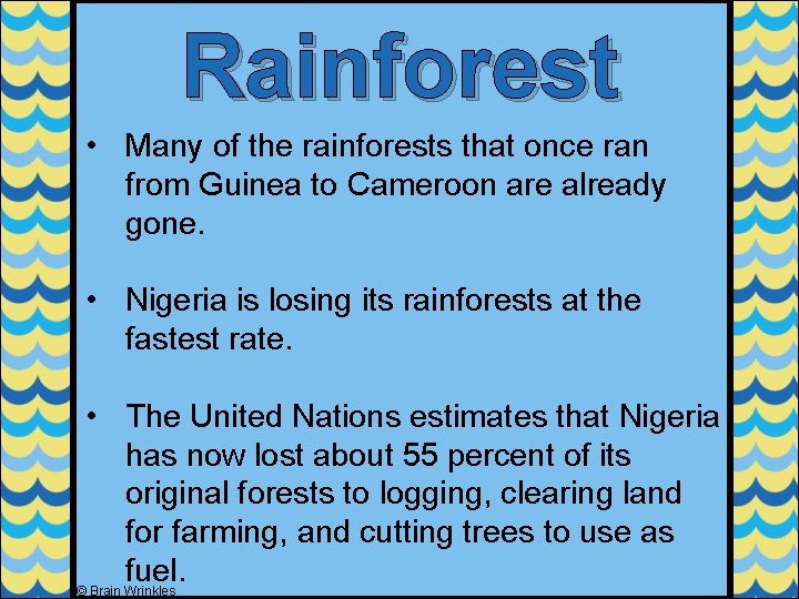 Rainforest • Many of the rainforests that once ran from Guinea to Cameroon are