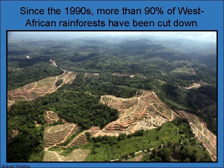 Since the 1990 s, more than 90% of West. African rainforests have been cut