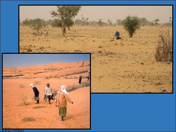 © Brain Wrinkles © Brain Wrinkles