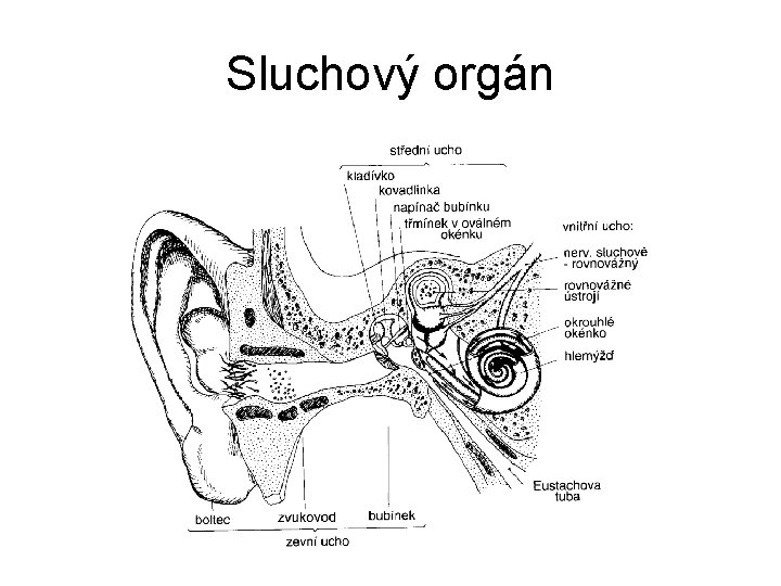 Sluchový orgán 