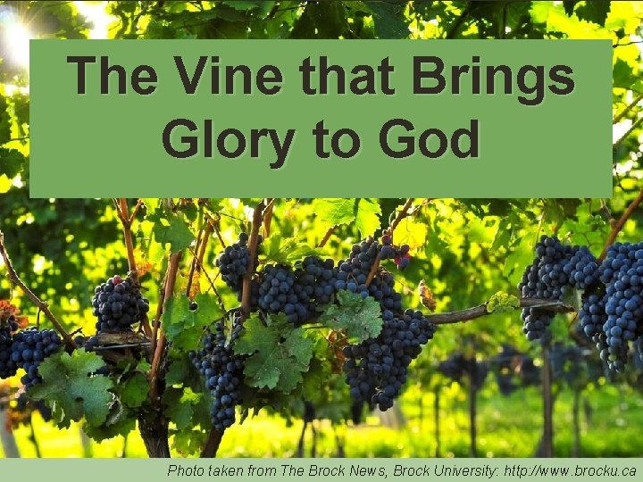 The Vine that Brings Glory to God Photo taken from The Brock News, Brock