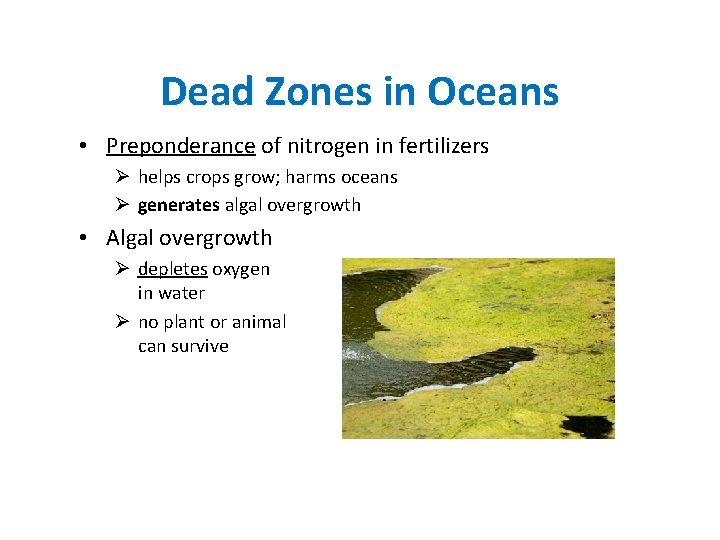 Dead Zones in Oceans • Preponderance of nitrogen in fertilizers Ø helps crops grow;