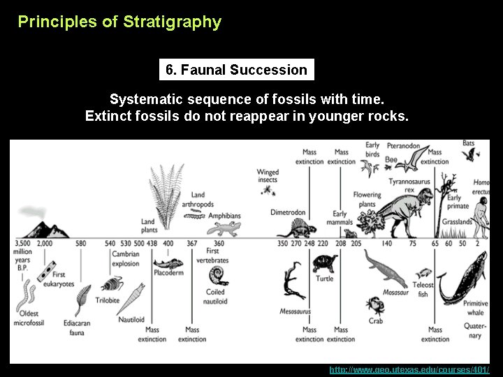 Principles of Stratigraphy 6. Faunal Succession Systematic sequence of fossils with time. Extinct fossils