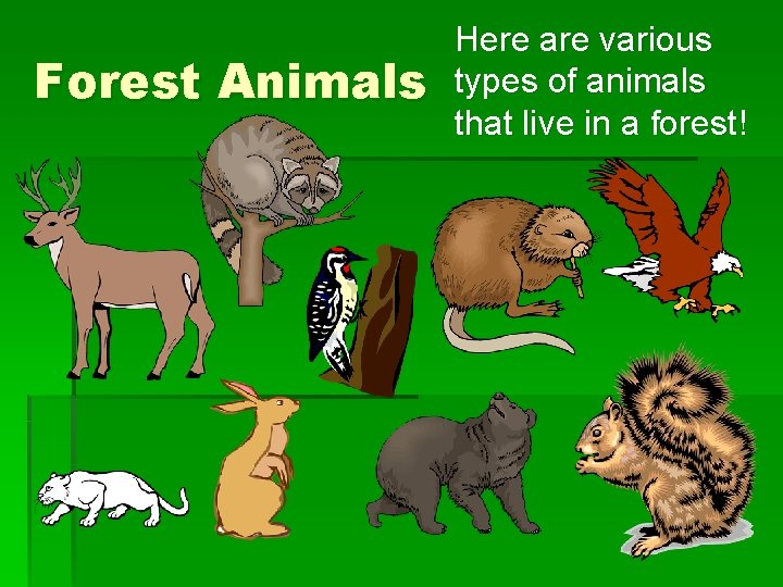 Forest Animals Here are various types of animals that live in a forest! 