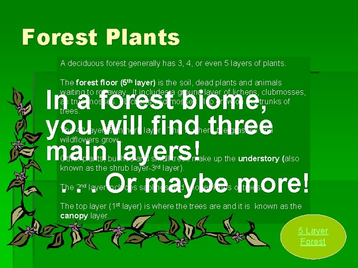 Forest Plants A deciduous forest generally has 3, 4, or even 5 layers of