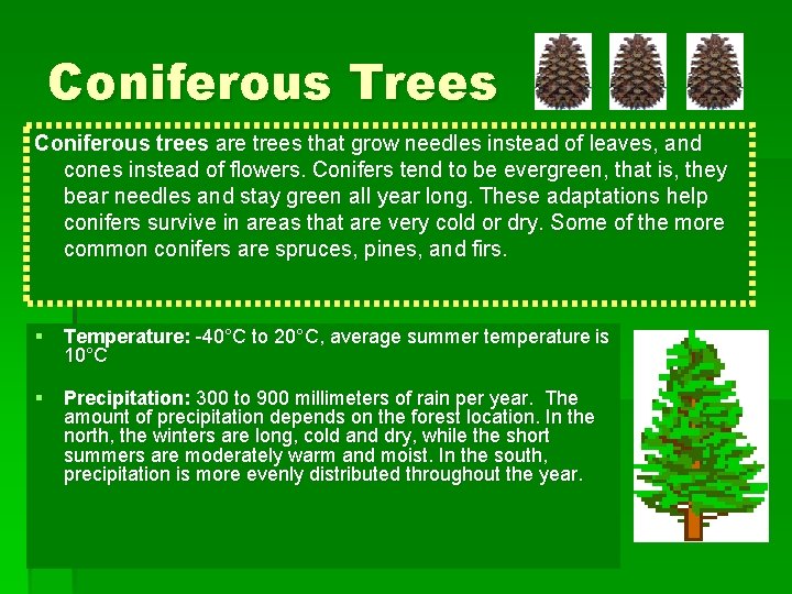 Coniferous Trees Coniferous trees are trees that grow needles instead of leaves, and cones