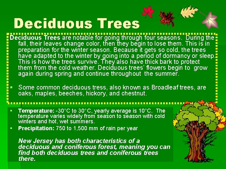 Deciduous Trees are notable for going through four seasons. During the fall, their leaves