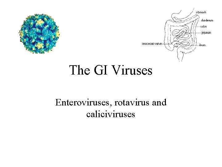 The GI Viruses Enteroviruses, rotavirus and caliciviruses 
