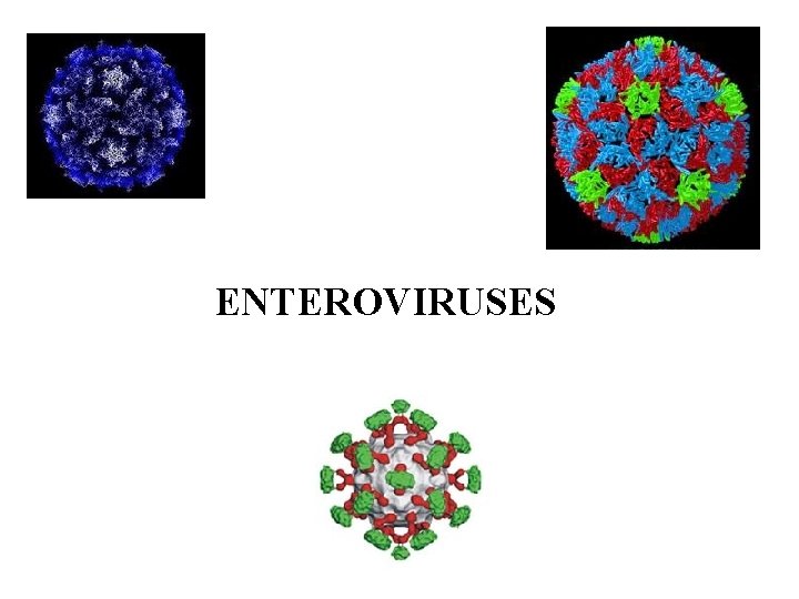 ENTEROVIRUSES 