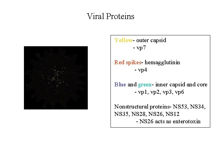 Viral Proteins Yellow- outer capsid - vp 7 Red spikes- hemagglutinin - vp 4