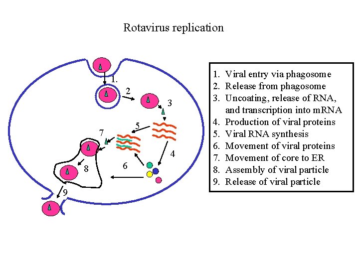 Rotavirus replication 1. 2 3 5 7 4 8 9 6 1. Viral entry