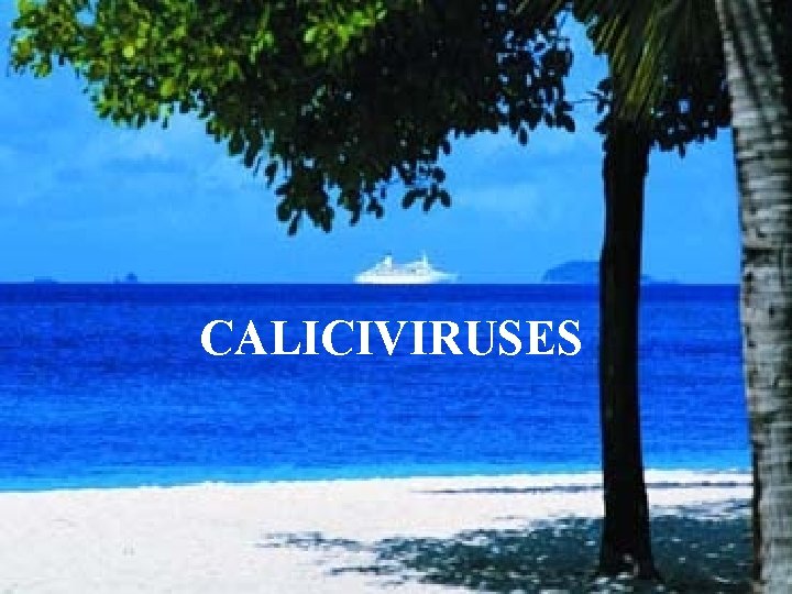 CALICIVIRUSES 