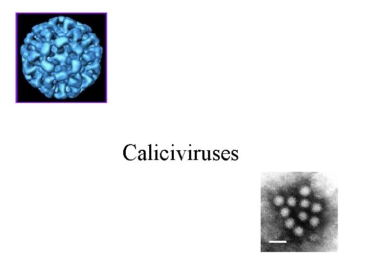 Caliciviruses 