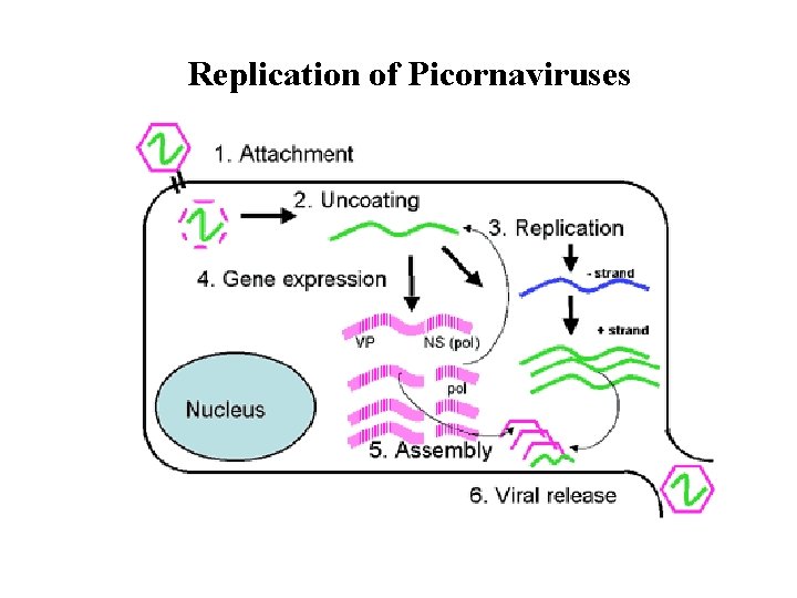 Replication of Picornaviruses 