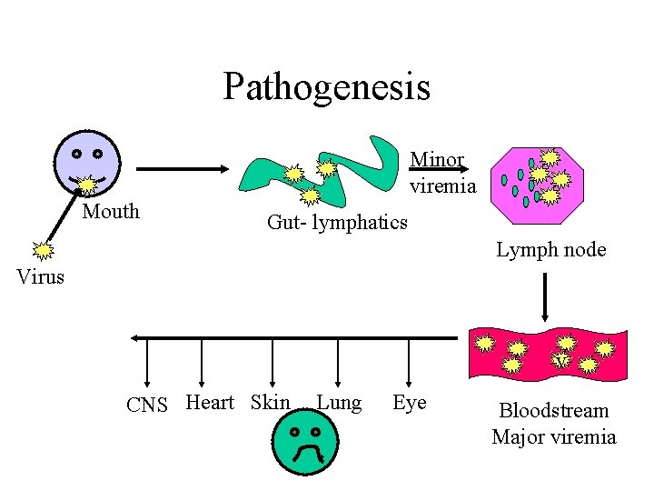 Pathogenesis Minor viremia Mouth Gut- lymphatics Lymph node Virus v CNS Heart Skin Lung