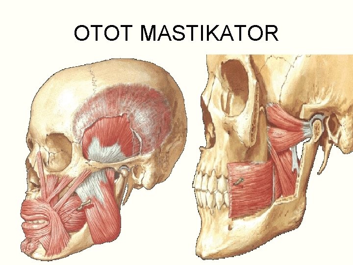 OTOT MASTIKATOR 