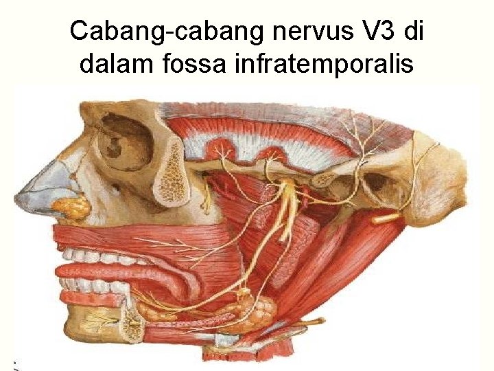 Cabang-cabang nervus V 3 di dalam fossa infratemporalis 