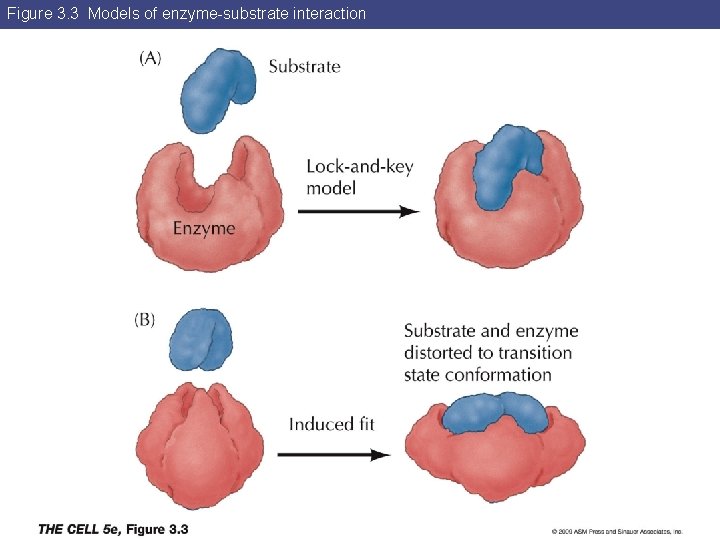 Figure 3. 3 Models of enzyme-substrate interaction 