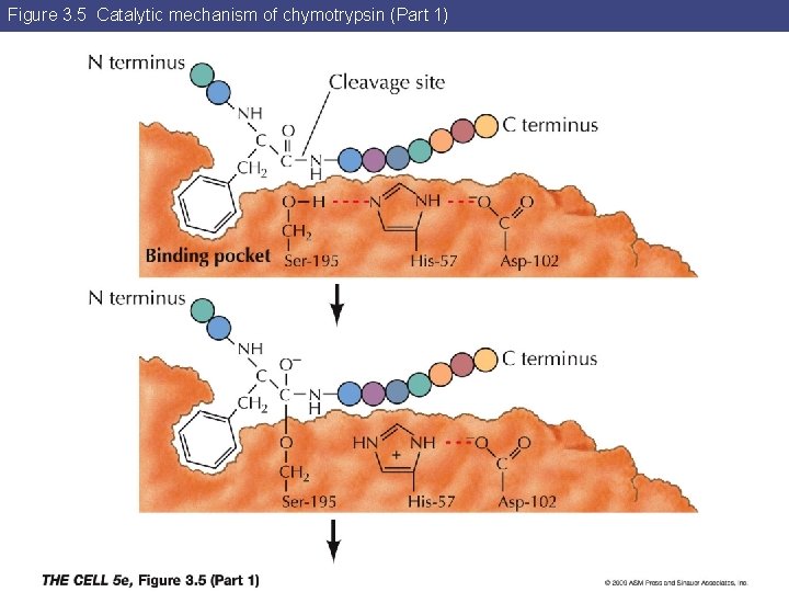 Figure 3. 5 Catalytic mechanism of chymotrypsin (Part 1) 