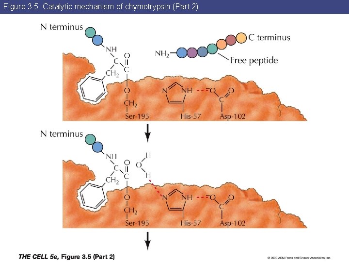 Figure 3. 5 Catalytic mechanism of chymotrypsin (Part 2) 