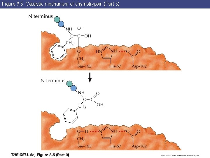 Figure 3. 5 Catalytic mechanism of chymotrypsin (Part 3) 