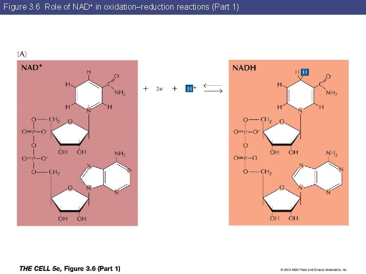 Figure 3. 6 Role of NAD+ in oxidation–reduction reactions (Part 1) 