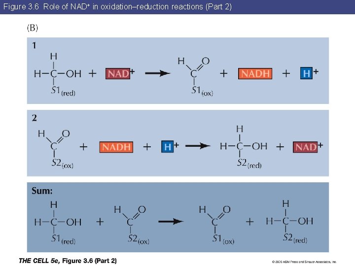 Figure 3. 6 Role of NAD+ in oxidation–reduction reactions (Part 2) 