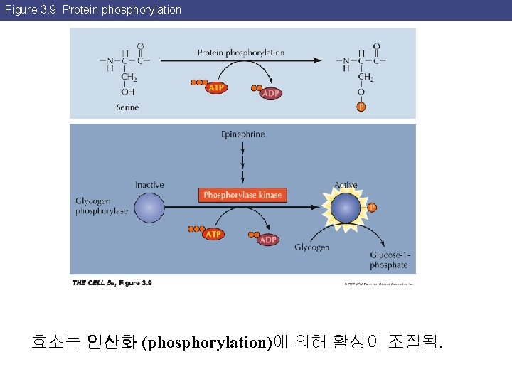 Figure 3. 9 Protein phosphorylation 효소는 인산화 (phosphorylation)에 의해 활성이 조절됨. 