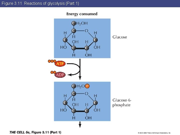 Figure 3. 11 Reactions of glycolysis (Part 1) 