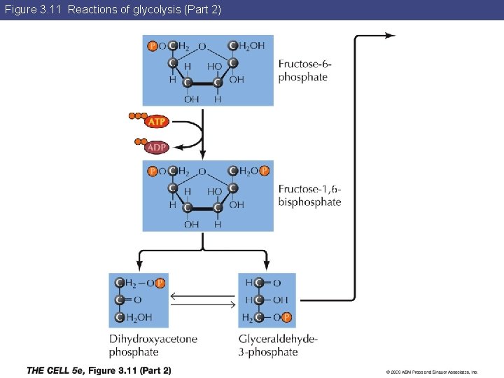 Figure 3. 11 Reactions of glycolysis (Part 2) 