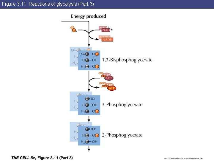 Figure 3. 11 Reactions of glycolysis (Part 3) 