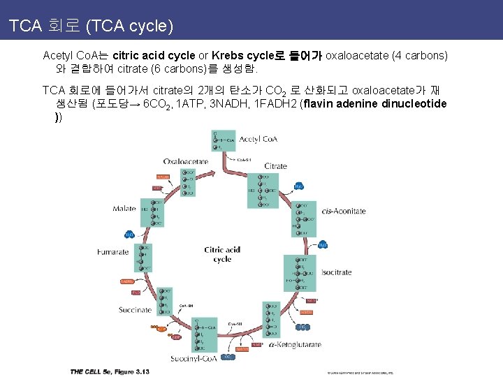 TCA 회로 (TCA cycle) Acetyl Co. A는 citric acid cycle or Krebs cycle로 들어가