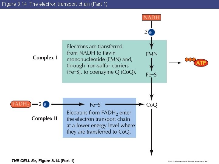 Figure 3. 14 The electron transport chain (Part 1) 