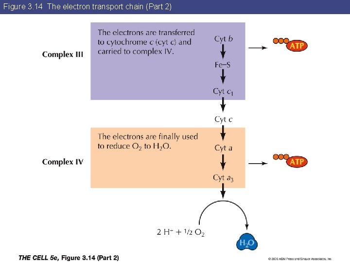 Figure 3. 14 The electron transport chain (Part 2) 