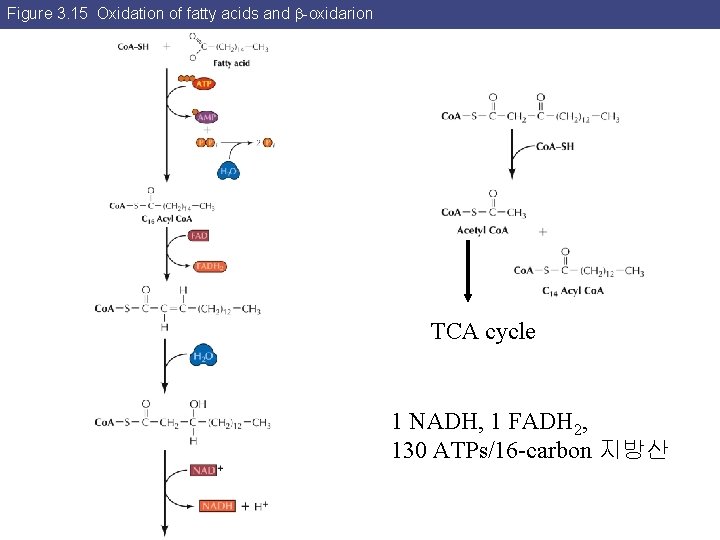 Figure 3. 15 Oxidation of fatty acids and -oxidarion TCA cycle 1 NADH, 1