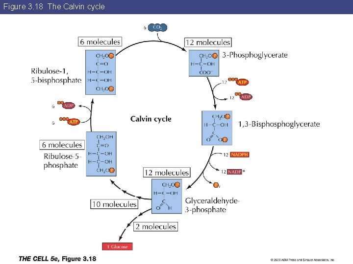 Figure 3. 18 The Calvin cycle 