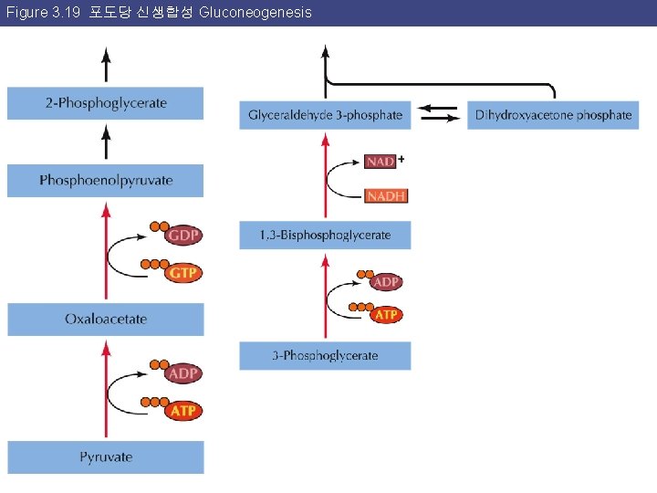 Figure 3. 19 포도당 신생합성 Gluconeogenesis 